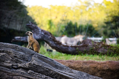 View of  lemur on wood