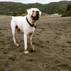 Dog on sand at beach