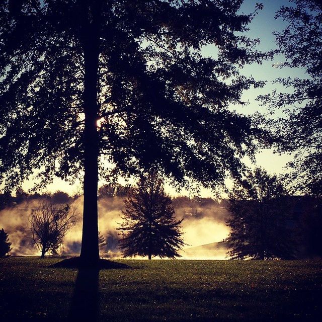 TREES ON FIELD AT SUNSET