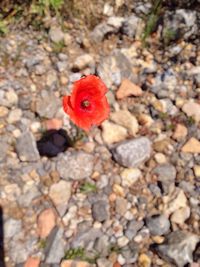 Close-up of red rose blooming outdoors