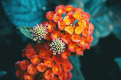 Close-up of orange flowers