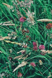 High angle view of purple flowering plants on field