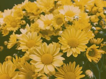 Close-up of yellow flowers