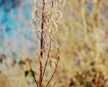 Close-up of hanging outdoors