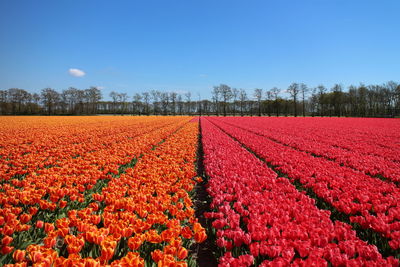 Red flowers growing in field against clear blue sky