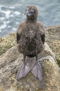 Otago shag chick on sumpter wharf at oamaru at the south island of new zealand