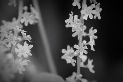 Close-up of flowers growing on plant