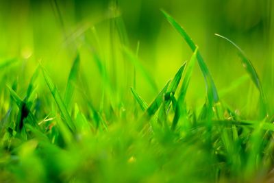 Close-up of fresh green plants on field