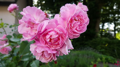 Close-up of pink rose blooming outdoors