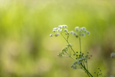 Close-up of insect on flower