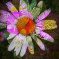 Close-up of flowers blooming outdoors