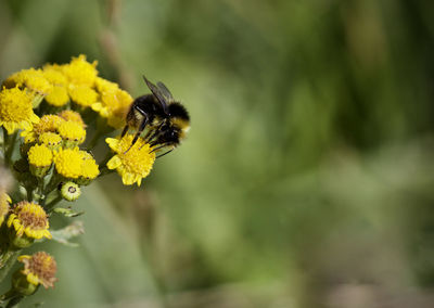 Close-up of bee on yellow flower