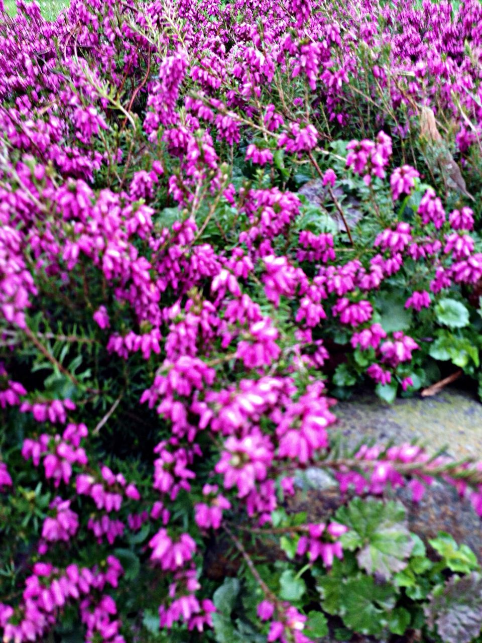 flower, freshness, growth, fragility, beauty in nature, pink color, petal, nature, plant, blooming, purple, flower head, park - man made space, in bloom, abundance, blossom, close-up, outdoors, pink, high angle view