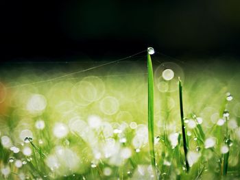 Close-up of dew drops on grassy field