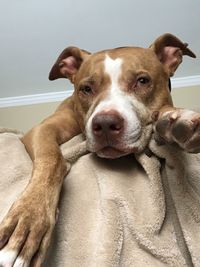 Close-up portrait of dog relaxing at home