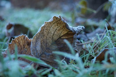 Surface level of dried leaves on grassy field