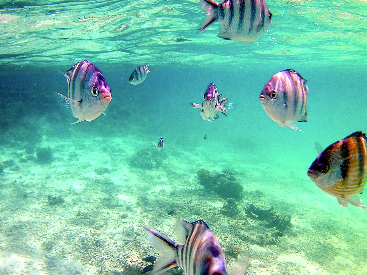 GROUP OF FISH IN SEA