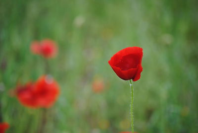 Close-up of red poppy flower on field