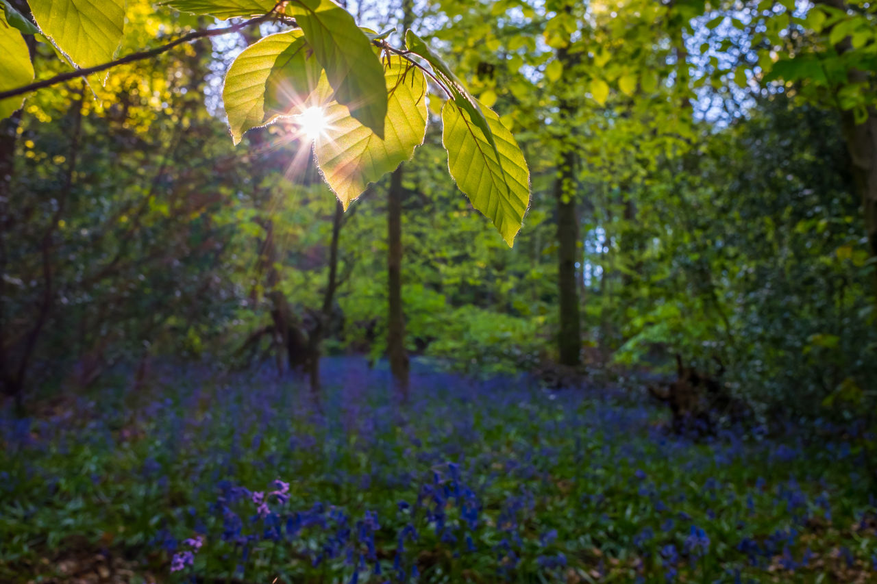 SCENIC VIEW OF PURPLE FLOWERING PLANTS IN FOREST