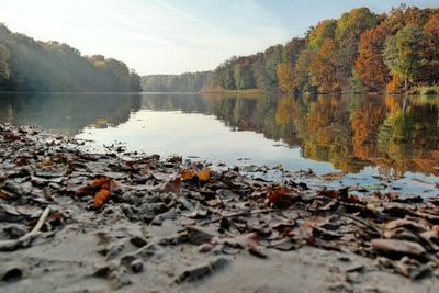 Reflection of trees in water