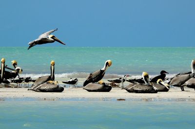 Pelicans on sunny beach