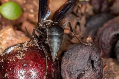 Close-up of insect