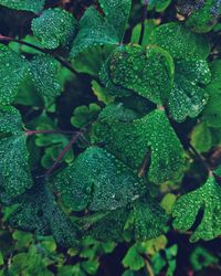 Close-up of wet plant growing in rainy season