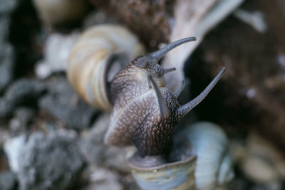 Extreme close-up of snails