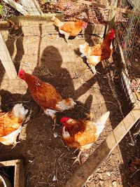 High angle view of rooster in farm