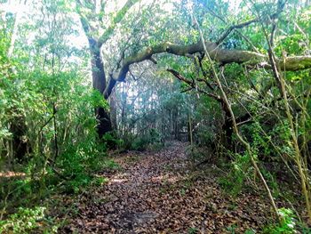 Dirt road amidst trees in forest