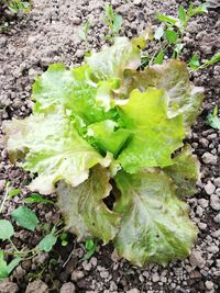 High angle view of vegetables on field