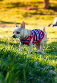 Portrait of a dog on field