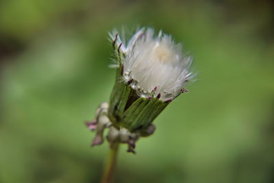 Close-up of white flowering plant