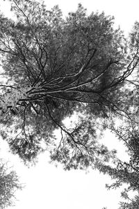 Low angle view of tree against clear sky