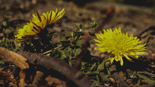 Close-up of yellow flowering plant on field