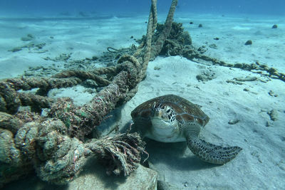 Close-up of turtle in sea