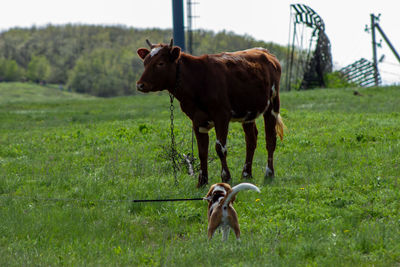 Fearless dog against a cow