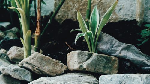 Close-up of plants