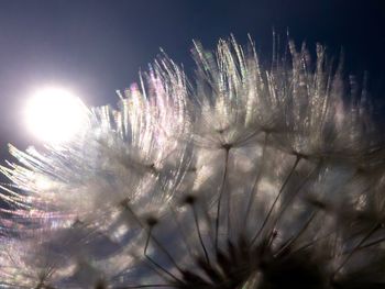 Close-up of flowering plants against sky