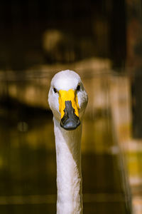 Close-up of a swan