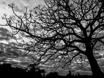 Low angle view of silhouette bare tree against sky