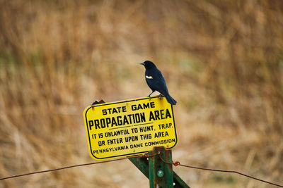 Bird perching on a sign