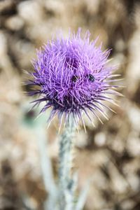 Close-up of purple flowers