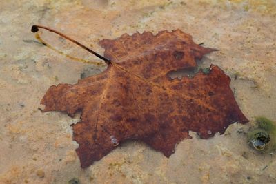 Close-up of insect on maple leaf