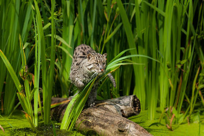 Alert cat on drift wood in forest