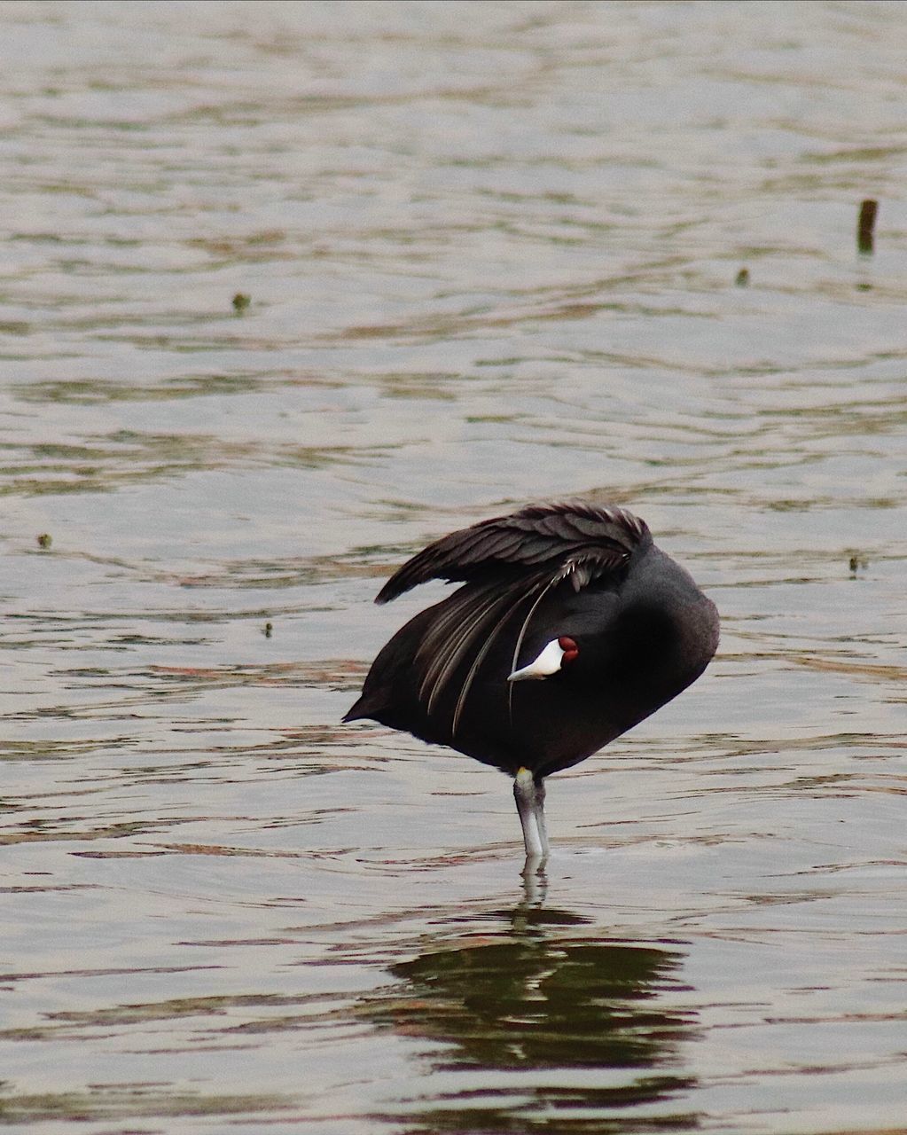 BIRD ON A LAKE