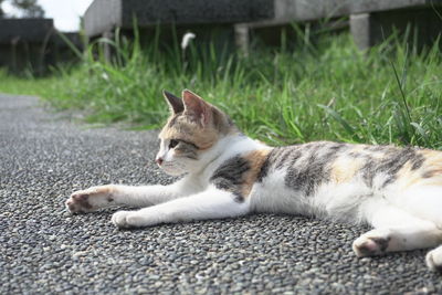 Close-up of cat