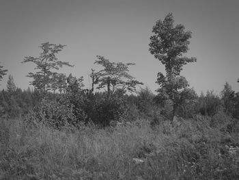 Trees on field against sky