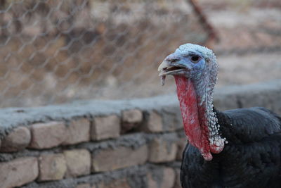 Close-up of a bird