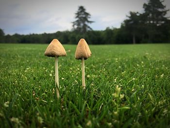 Close-up of mushroom on field